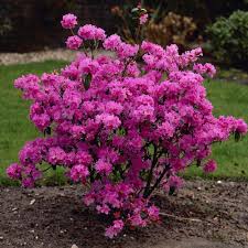 Rhododendron Praecox Evergreen Shrubs Season Of Interest Shrubs Evergreen Shrubs Garden Shrubs Flowering Bushes