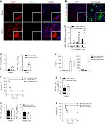 All this said, a hsb structure can be Acid Ceramidase Of Macrophages Traps Herpes Simplex Virus In Multivesicular Bodies And Protects From Severe Disease Nature Communications