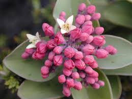 Image result for Santalaceae