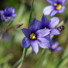 Image result for Sisyrinchium