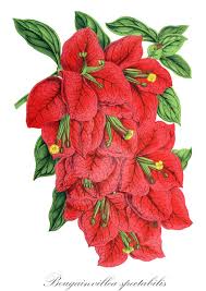 Image result for Nyctaginaceae