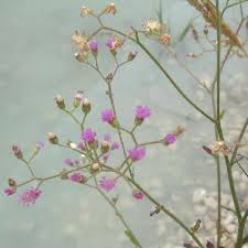 Image result for Launaea intybacea