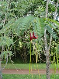 Image result for Sesbania grandiflora