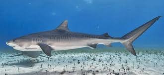 Maybe you would like to learn more about one of these? Tiburon Tigre Galeocerdo Cuvier Imagen Tomada De Stri 2017 Download Scientific Diagram