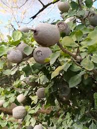 Image result for Landolphia villosa