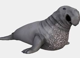 Generally speaking, once you seal the surface with a varnish, it becomes very difficult for a blend to dry properly. 3d Asset Elephant Seal Low Poly Cgtrader