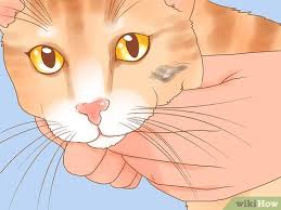If your veterinarian has diagnosed your dog with skin cancer, or if you are concerned that your dog might have a cancerous skin tumor or lump, it is understandable to feel worried and fearful. How To Recognize Skin Cancer In Cats 15 Steps With Pictures