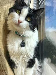 A Scrawny Street Kitten Showed Up On The Patio Of A House In 2015 He Kept Meowing Loudly As If He Was Begging To Be Let In Meet Bin Beautiful Cats Kitten