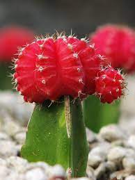 Gymnocalycium Mihanovichii Var Friedrichii Hibotan Cactus Flower Cacti And Succulents Grafted Cactus