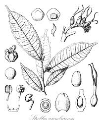 Image result for Streblus usambarensis