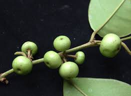 Image result for Chrysophyllum