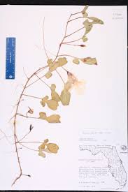 Image result for Ipomoea stolonifera