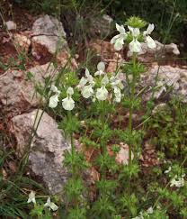 Image result for Syncolostemon linearis