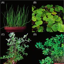 Image result for Marsileaceae