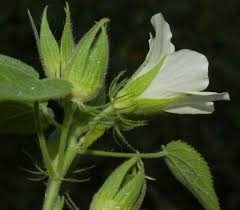 Image result for Hibiscus rhabdotospermus