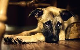 Can My Dog Be Happy or Sad? - Ethology Institute
