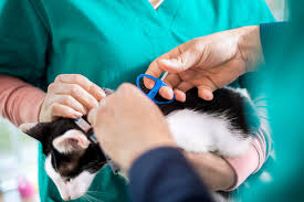 Enter only the 9, 10 or 15 character microchip number, with no punctuation or spaces. How Does Microchipping Work Veterinarians Com