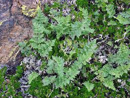 Image result for Cheilanthes inaequalis