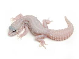 Black And White Leopard Gecko Clipart Mack Super Snow Tremper Albino The Urban Gecko Leopard Gecko Gecko Albino