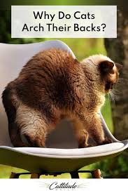 Why Do Cats Arch Their Backs Cattitude Daily In 2020 Cat Behavior Cat Behavior Problems Cat Behavior Chart