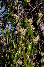 Image result for Coptosperma