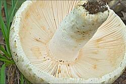 Image result for Russula variata