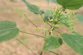 Image result for Acalypha racemosa