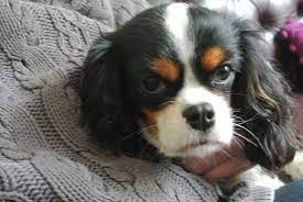 Pin By Kathy Hamilton Imbery On Cavalier Cavalier King Charles Spaniel King Charles King Charles Puppy