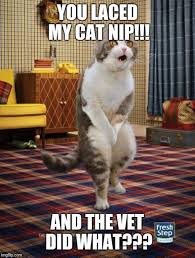 Pin On Funny Cat Memes