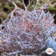 Image result for Microcoelia corallina