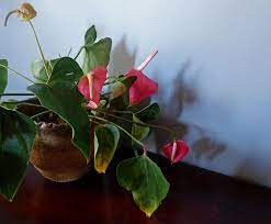 Why Is My Anthurium Droopy How To Fix An Anthurium With Drooping Leaves Anthurium Plant Anthurium Anthurium Care
