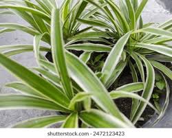 Image result for Chlorophytum macrorrhizum