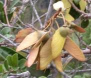 Image result for Acridocarpus natalitius