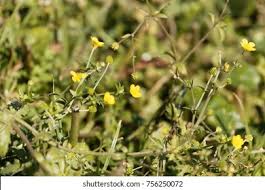 Image result for Ranunculus multifidus