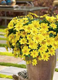 The proven winners national plant of the year program selects one of the most exceptional perennials in creating a space devoted to proven winners shows the trust your business has in the brand. Proven Winners