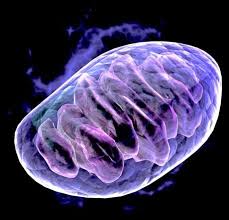 Mitochondria Use Them Or Lose Them Mitochondria Bioenergetics Cholesterol Symptoms