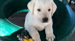 Paisley & ch epoch's jolly folly litter. Labrador Puppies For Sale My Lab Puppies