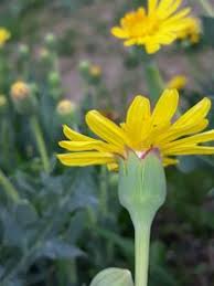 Image result for Hertia