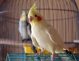 Memelihara burung memang menjadi salah satu hobi yang banyak diminati oleh masyarakat indonesia. Top 5 Spesies Burung Mesra Yang Membuat Haiwan Peliharaan Besar