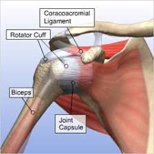 • rupture of the tendon seriously interferes with the normal abduction movement of the shoulder joint. Rotator Cuff Pain Tears And Other Injures Treatments