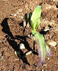 Phosphate is simply a phosphorus atom bonded to four oxygen atoms. Managing Soil Phosphorus Maine Organic Farmers And Gardeners