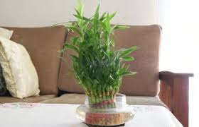 It's now commonly found in many parts of the world. Best Places For Lucky Bamboo In Your Home And Office Lovetoknow