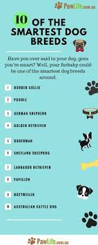 Dogs Informer Dogsinformer On Pinterest