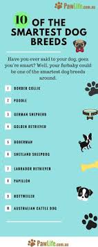 dogs informer dogsinformer on pinterest