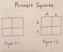 Here we see that there are three ways for an offspring to exhibit a dominant trait and one way for recessive. Using Punnett Squares To Calculate Phenotypic Probabilities 6 Steps With Pictures Instructables