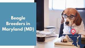 Sign in | join nowor. 9 Beagle Breeders In Maryland Md Beagle Puppies For Sale Animalfate