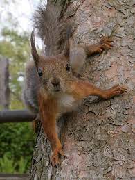 Squirrel Dexterity Demonstration Cute Squirrel Cute Animals Animals