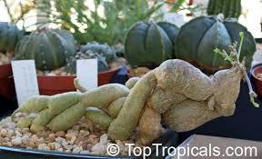 Image result for Kedrostis crassirostrata