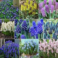 Color consultations starting at $50. How To Grow And Care For Grape Hyacinth Gardener S Path