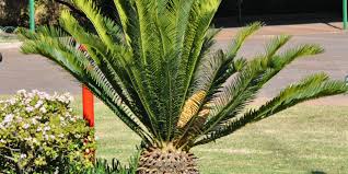 Image result for Encephalartos lebomboensis